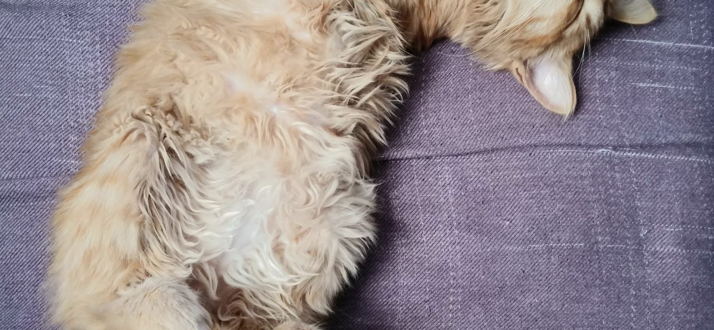 Little Angel