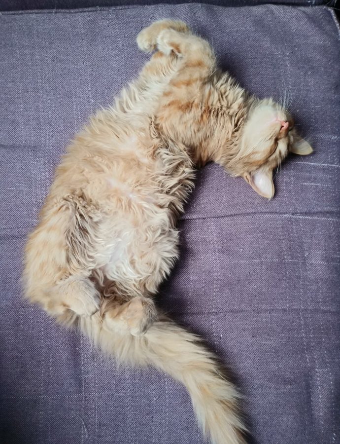 Little Angel