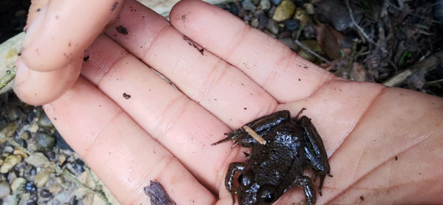 Little Frogs!