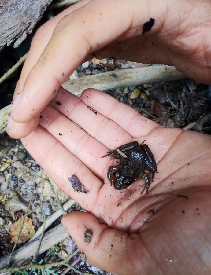 Little Frogs!