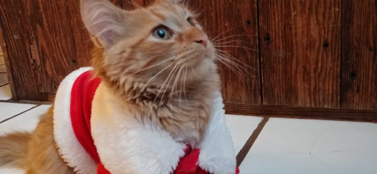My cat Oliver