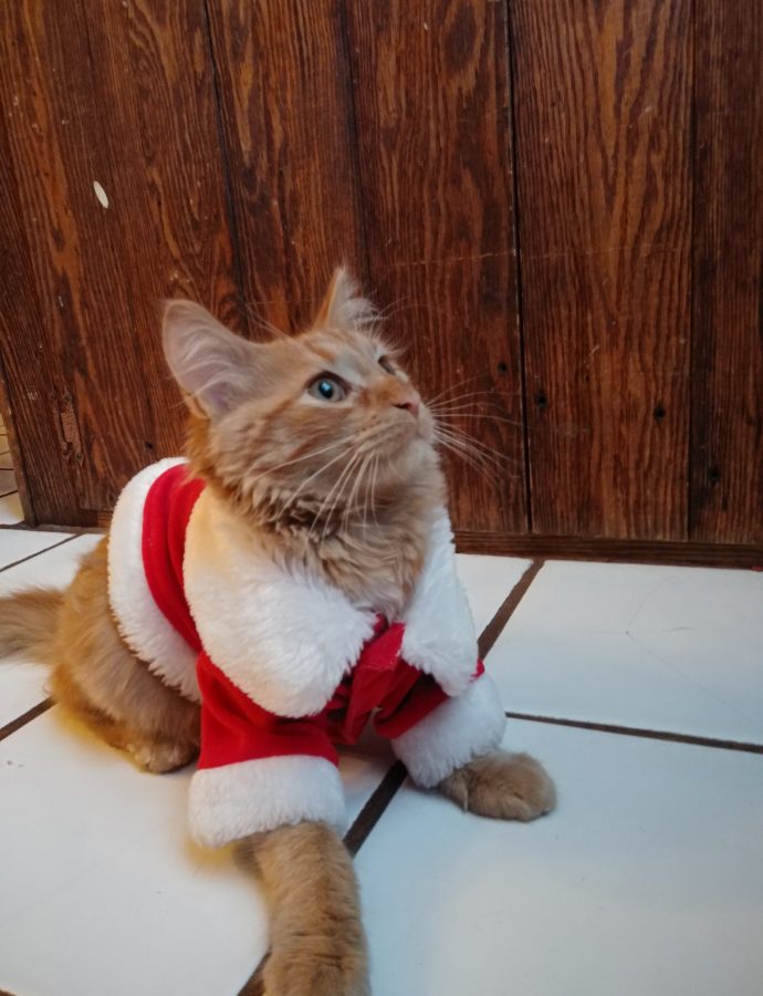 My cat Oliver