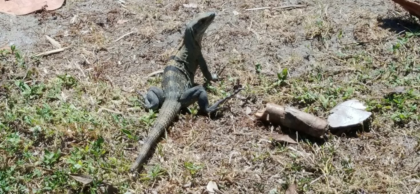 Iguanas!