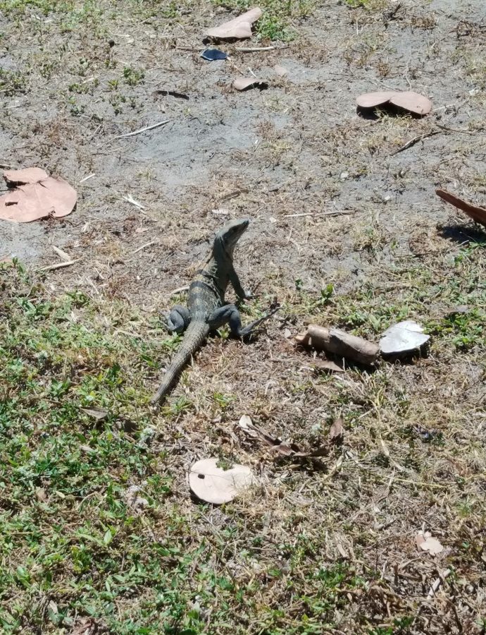 Iguanas!