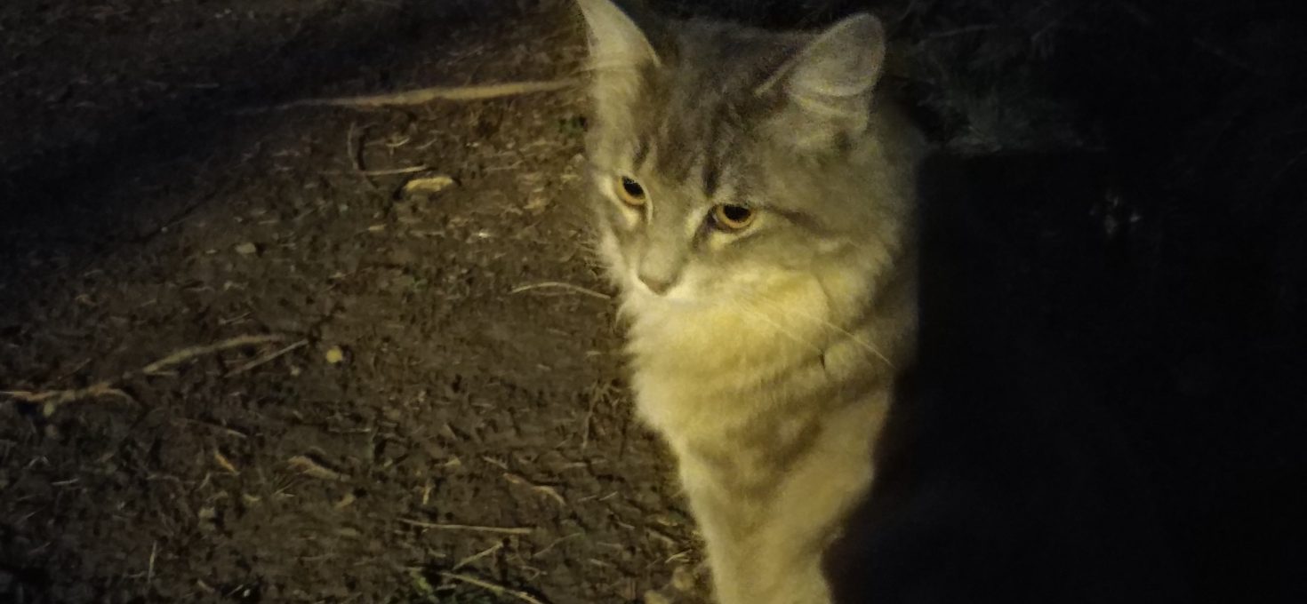 Stray Cat