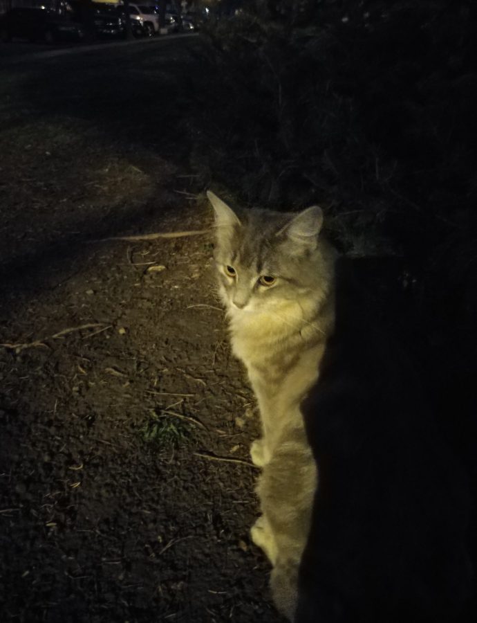 Stray Cat