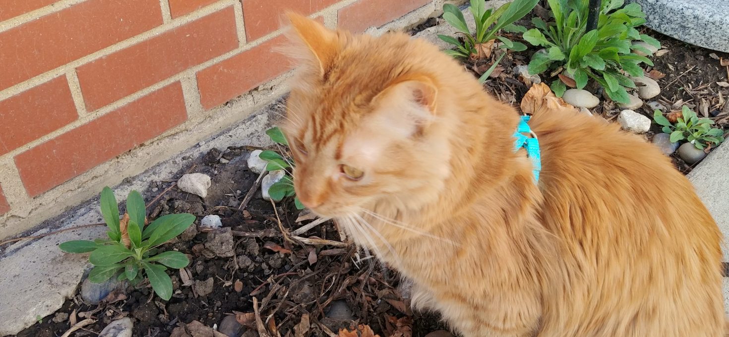 Outside time with oliver