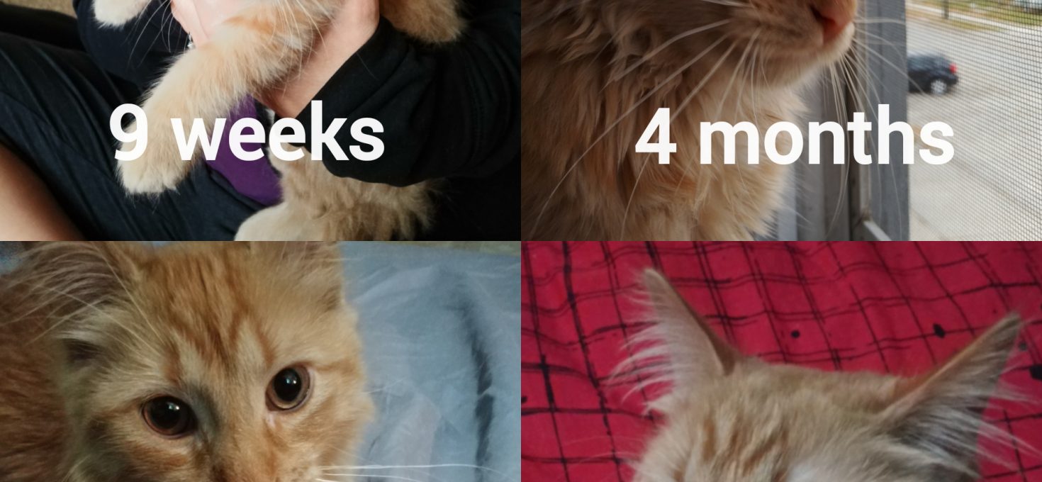 My Cat, Then And Now