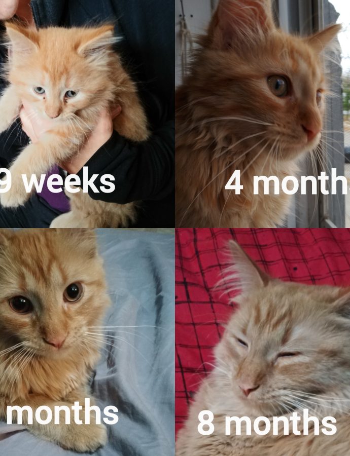 My Cat, Then And Now